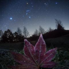 Frosted Leaf Orion