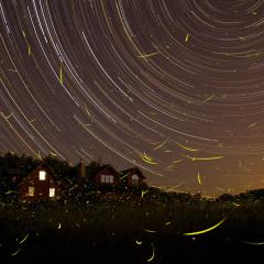 A Summer Night’s Dream