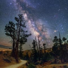 The Milky Trail