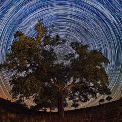 North Celestial Tree