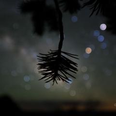 Star Colors and Pinyon Pine