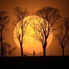 Man, Dog, Sun