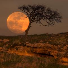 Blue Moon Tree