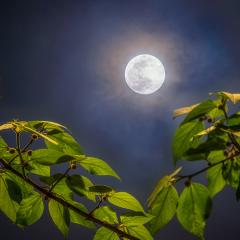 Full Moon of Spring