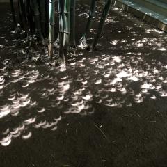 Eclipse under the Bamboo
