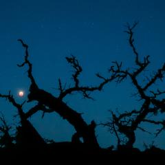 Blood Monster Moon