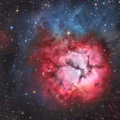 A Beautiful Trifid