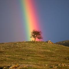 Rainbow Tree