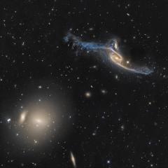 Giant Galaxies in Pavo