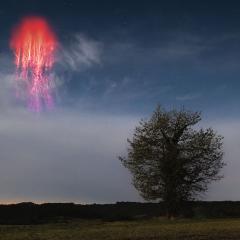 The Red Sprite and the Tree