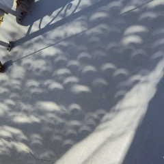 Palm Tree Partial Eclipse