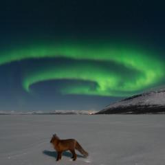Northern Fox Fires