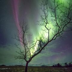 The Aurora Tree