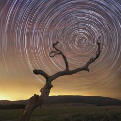 South Celestial Tree