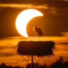 The Eclipse and the Stork